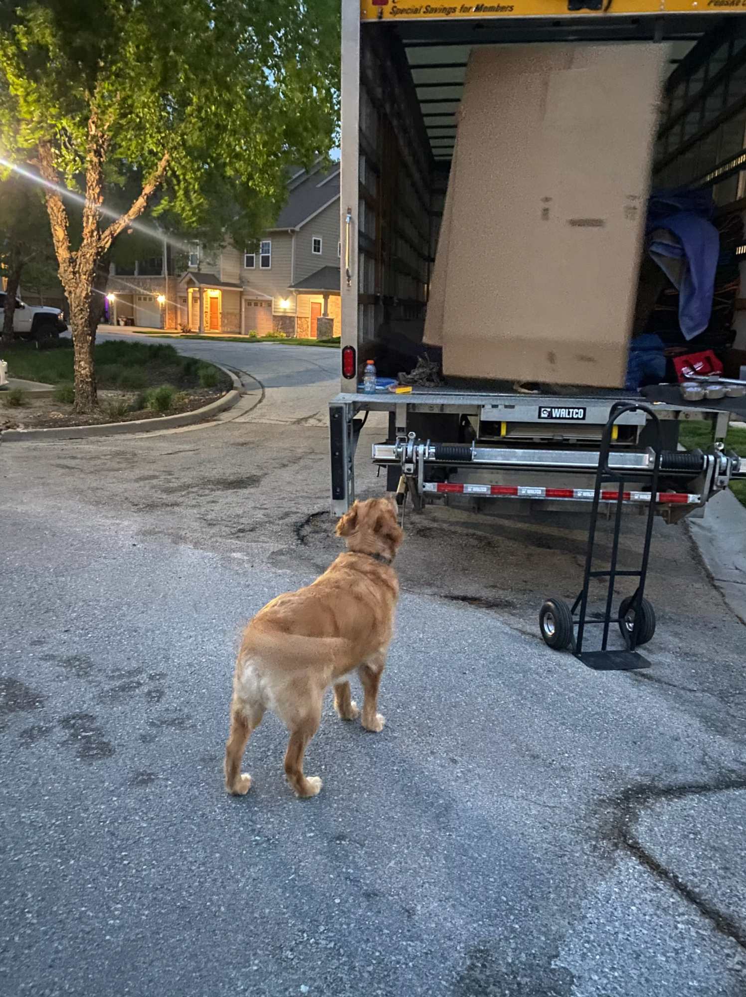 Golden retriever watching a Box N Haul mover load a large box onto the truck liftgate at dusk.