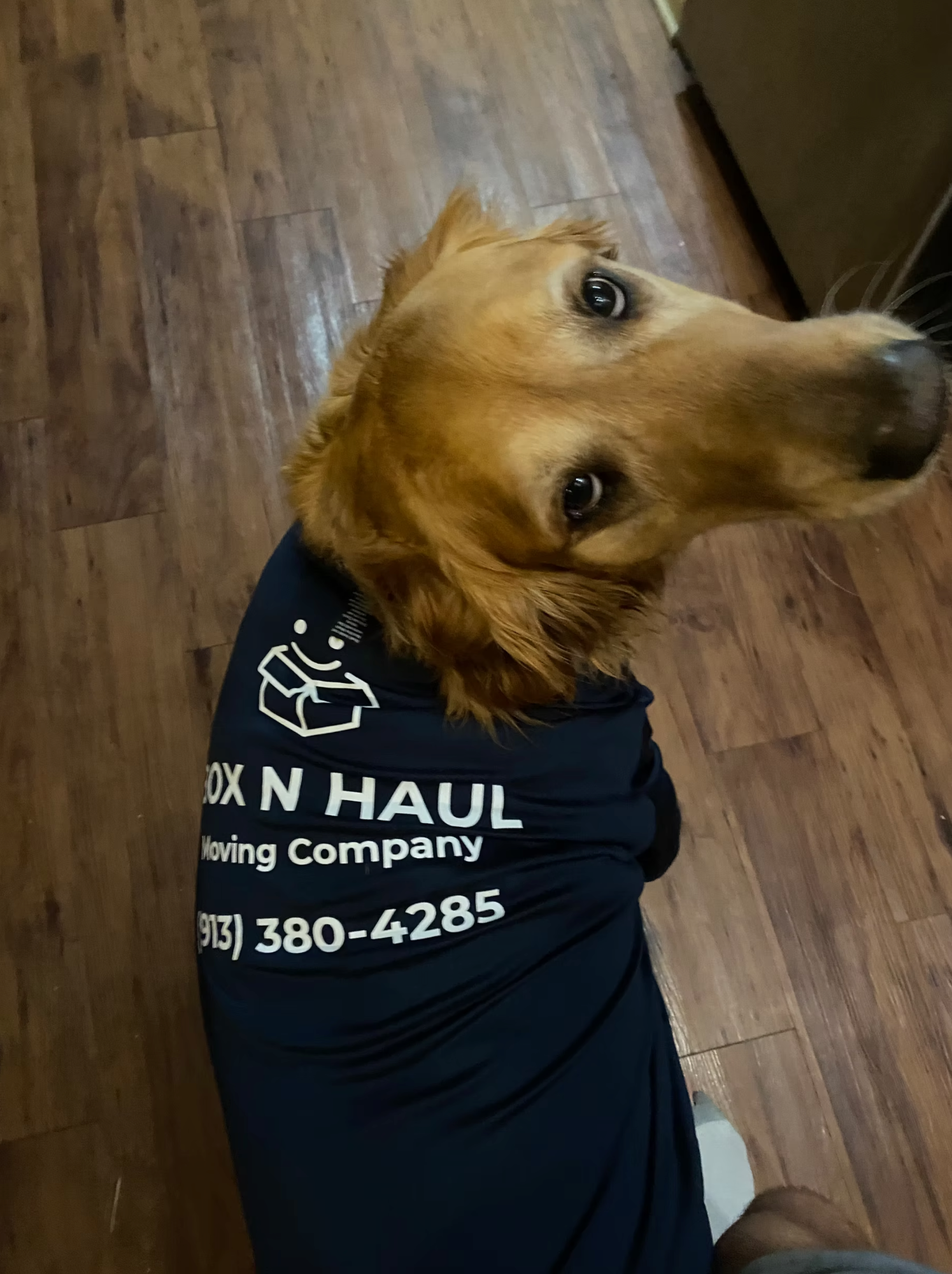 Friendly golden retriever wearing a branded Box N Haul Moving Company shirt on a hardwood floor.